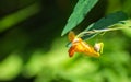 Spotted Jewelweed Ã¢â¬â Impatiens capensis Royalty Free Stock Photo